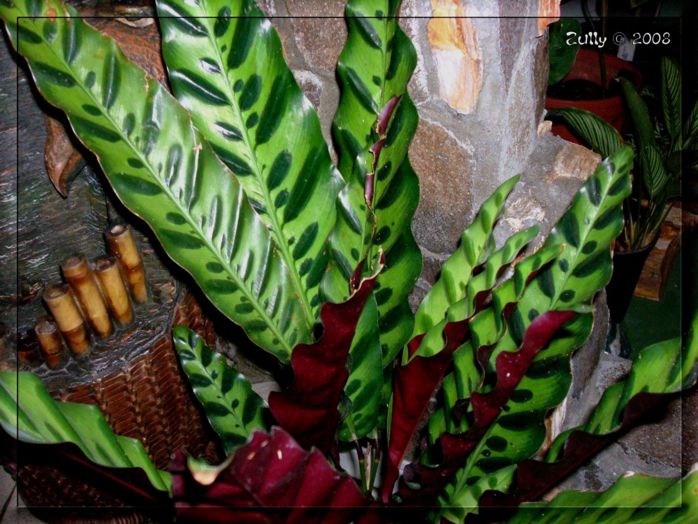 کالا‌ته‌آ,گیاه مار زنگی